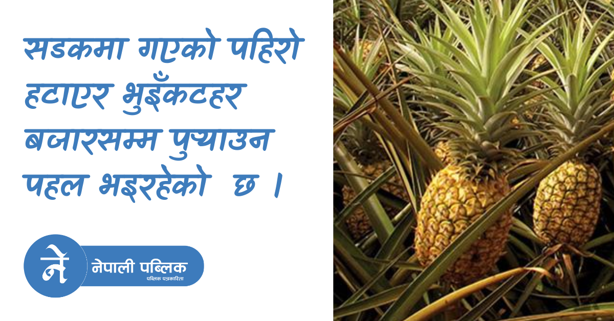बोटमै थन्कियो  भुइँकटहर
